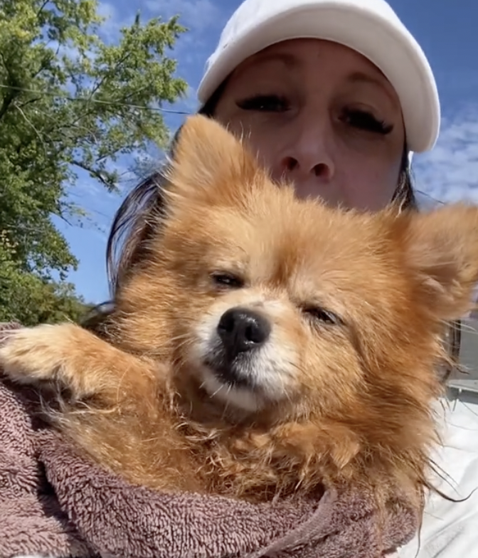 Dog rescue: Woman Turns Grief Into Inspiring Mission To Help Senior Pets in Need