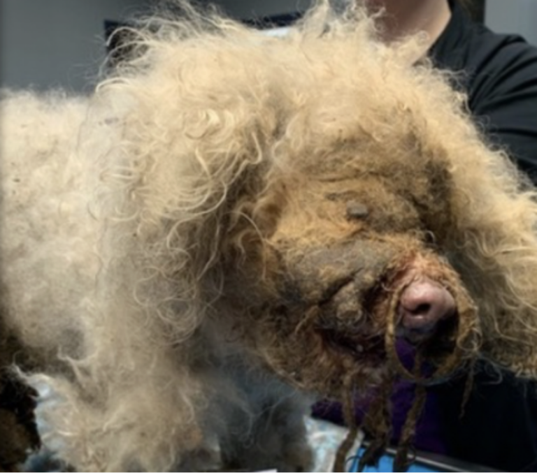 Dog Rescue: Blind 10-Year-Old Poodle Abandoned in Dumpster Has Luckiest Break Ever Thanks to Late Trash Pickup