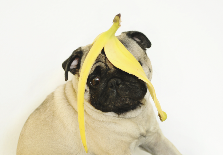 Can Dogs Have Bananas?