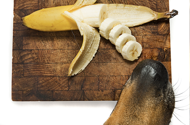 Can Dogs Eat Bananas? 
