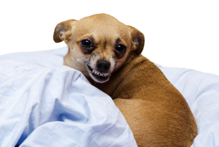 Chihuahuas are the Most Popular Dog. But are They the Most Overrated?