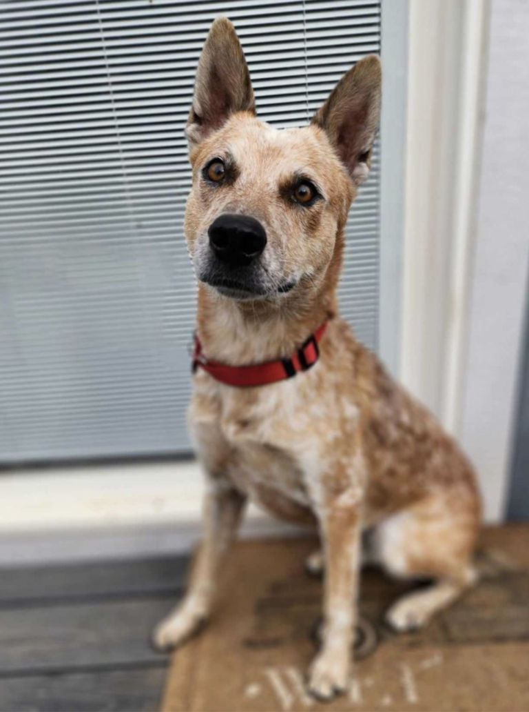 Dog up for adoption: Cattle Dog Found Starved and Almost Blind Now Searching for Forever Home