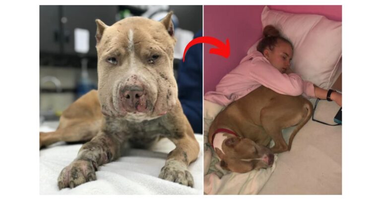 Severely Injured Bait Dog Survives To Finally Discover What Love Is. His Transformation Will Melt Your Heart.❤️
