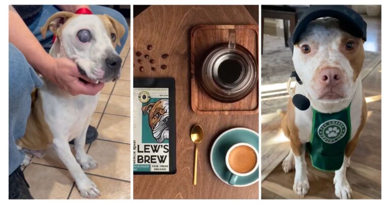 The WilsonHaus: Find Out How Your Morning Cup of Joe Can Help Dogs in Need
