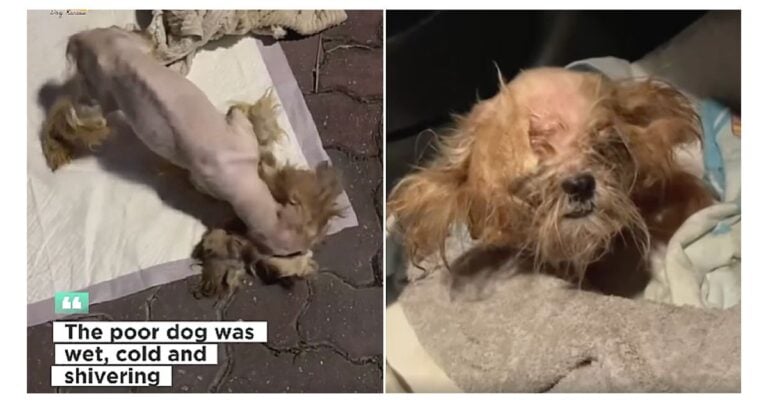 Dog rescue story: Tiny Emaciated Dog Chained Up On Porch. When Rescuers Arrive Owners Response Leaves them Speechless