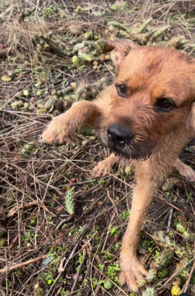 dog rescue: Abandoned Dog Stuck In Cactus Field Too Scared To Trust Rescuers Trying To Save Him