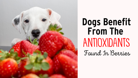 dogs benefit from the antioxidants in strawberries
