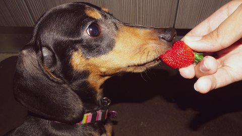 how to feed your dog strawberries