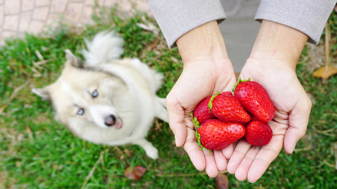 can dog eat strawberries