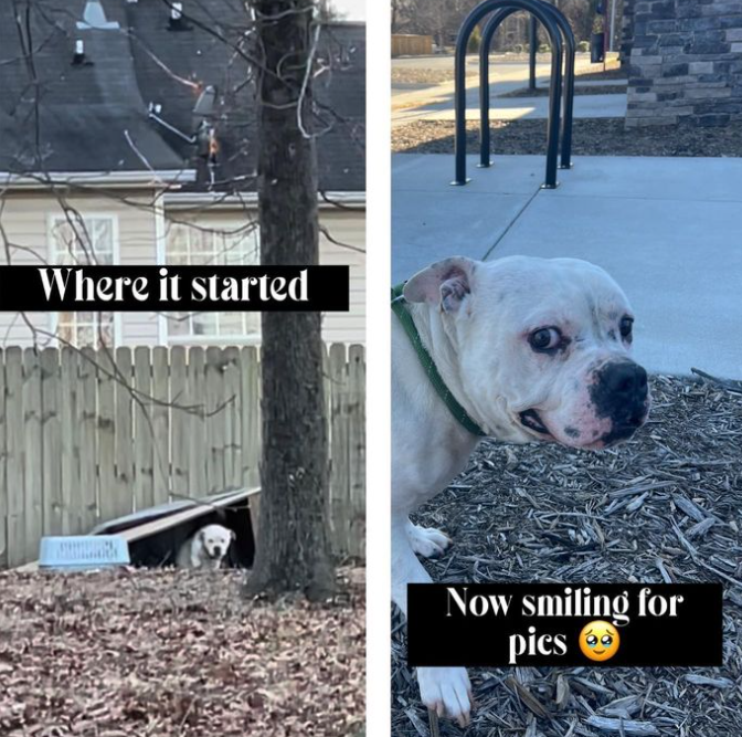 Dog rescue: Dog Chained in Below Freezing temps with Just Cardboard Box