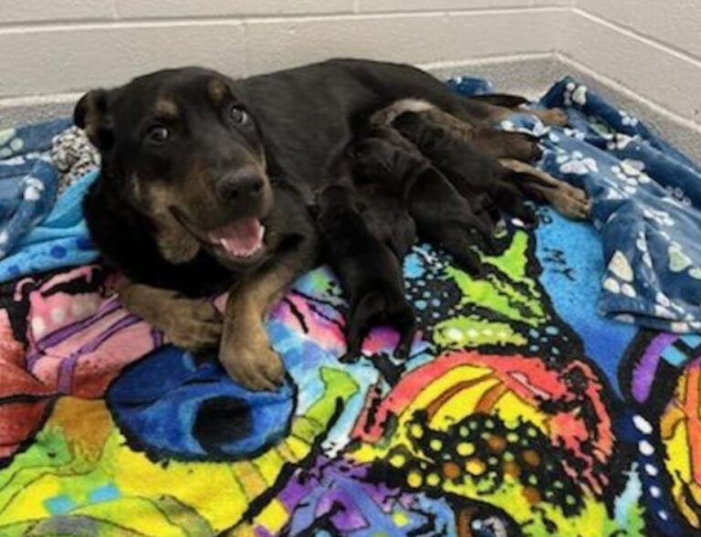 Dog rescue: Newborn Pups Cling To Injured Mom Through Bitter Cold Detroit Nights