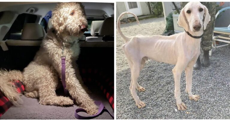 Neglected Poodle Becomes Rescue’s ‘Most Valuable Pup’ After Super Bowl Sunday Rescue