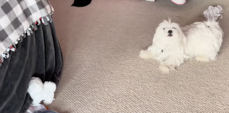 Pup's Priceless Reaction To His Lookalike