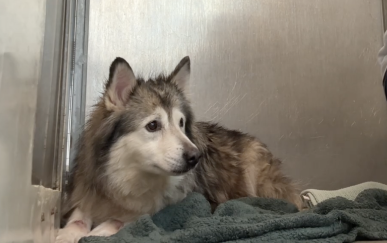 Sitting with dogs: The Heartwarming Moment A Terrified Malamute Is Comforted by His Sister In Shelter Kennel