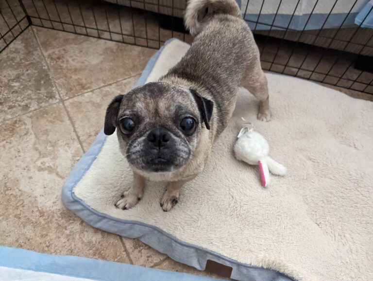 Dog Rescue: This Senior Pug Was So Medically Complex, The Shelter Couldn’t Determine If It Was a Boy or Girl