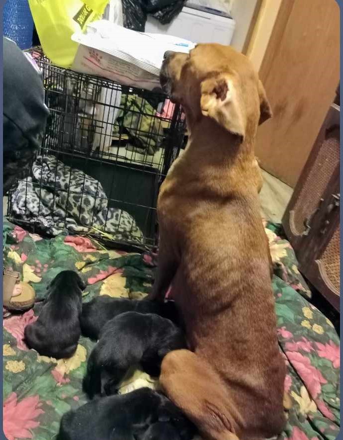 Dog up for adoption: After Giving Birth in a Small Cage Then Rescued From Hoarding, this Mama Dog is Ready For A Loving Home