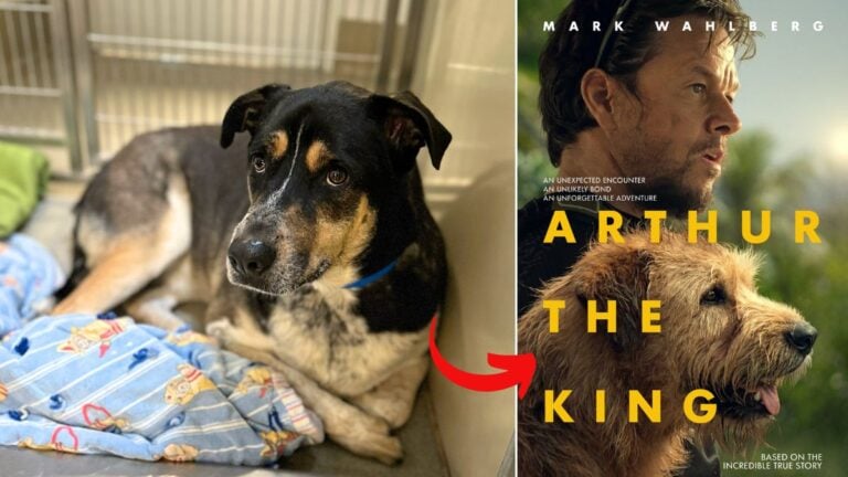 Dog up for adoption: Discarded Dog Hopes for Storybook Ending Like "Arthur the King" 