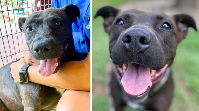 Dog up for adoption: This Goofy Pitbull Is a Staff Favorite, so Why Has She Waited 600 Days For a forever home?