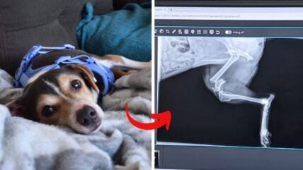 After Surviving a Car Wreck, Rescuers Heal this Beagle’s Leg & Life