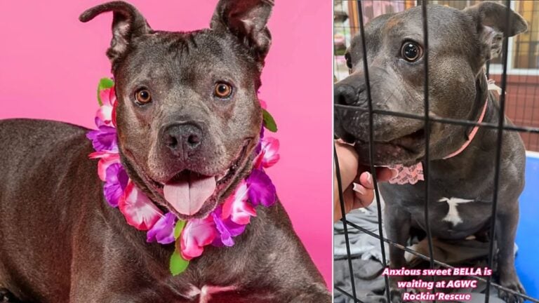 Sweet Pitbull Still Waits for Love After 600 Days in Shelter