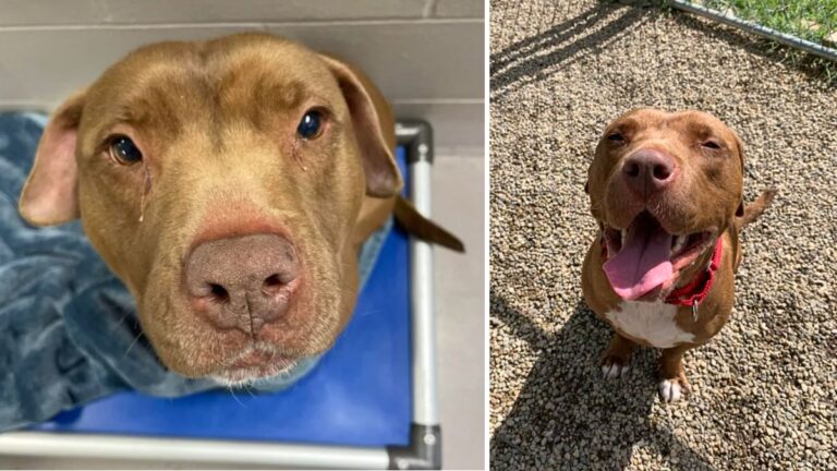 Dog Adoption: After 1,000 Days in Shelter, Gentle Senior Pitbull Still Hopes for Forever Home