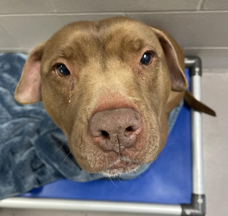dog up for adoption: After 1,000 Days in Shelter, Gentle Senior Pitbull Still Hopes for Forever Home