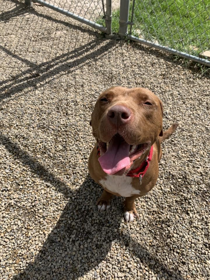 dog up for adoption: After 1,000 Days in Shelter, Gentle Senior Pitbull Still Hopes for Forever Home