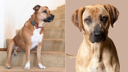 Do You Know What Breed “Old Yeller” Was? Get To Know The Black Mouth Cur