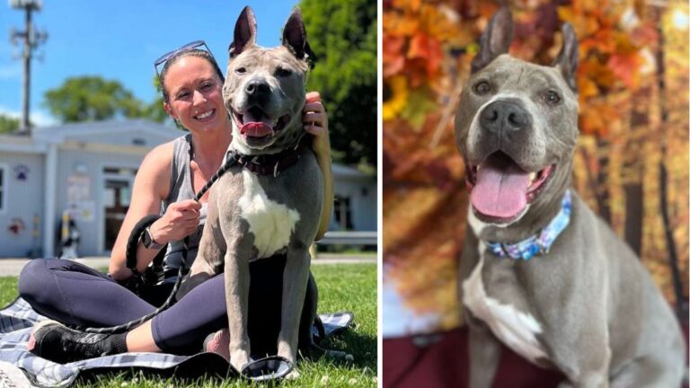 dog rescue : Shelter Dog's Heartbreaking 6-Year Stay: The Truth Behind His 'Rescue Only' Status