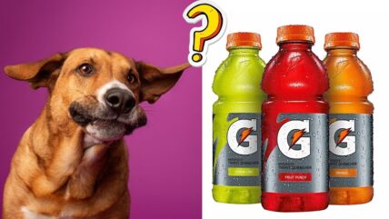 Can Dogs Drink Gatorade vs. Pedialyte: Which Is Better for Your Pooch’s Hydration?