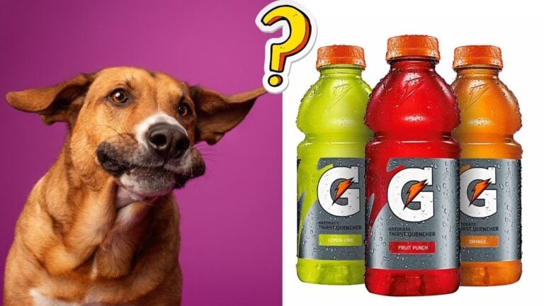 Can Dogs Drink Gatorade