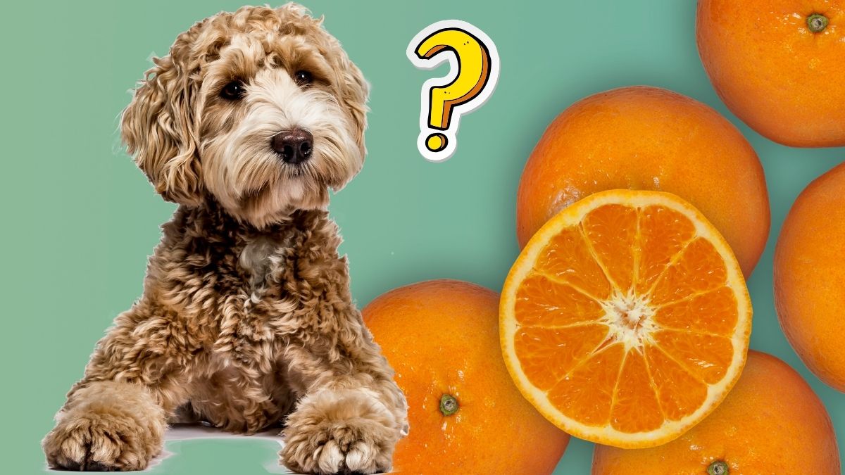 Can you give dogs oranges best sale