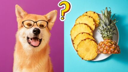 Can Dogs Eat Pineapple? Unleashing the Juicy Truth Behind This Fruity Snack