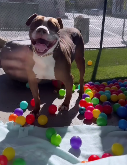 Pawty Animal: Shelter Pup's Epic Birthday Celebration is Pure Joy!