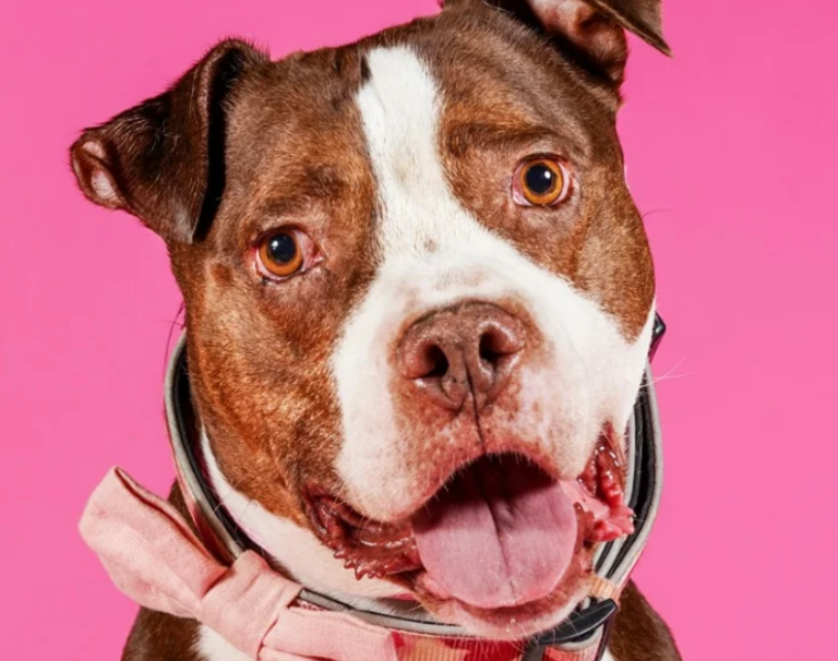Pawty Animal: Shelter Pup's Epic Birthday Celebration is Pure Joy!