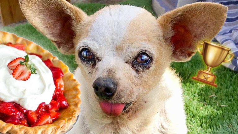 Senior Dog Pie Eating Contest