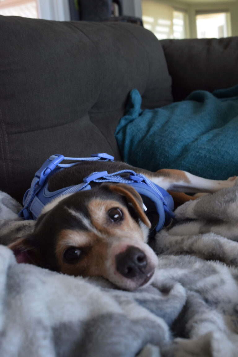 Dog up for Adoption: After Surviving a Car Wreck, Rescuers Heal this Beagle's Leg & Life