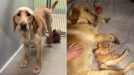 Dog Dumped at Shelter with Teddy Bear Melts Hearts After Giving Birth