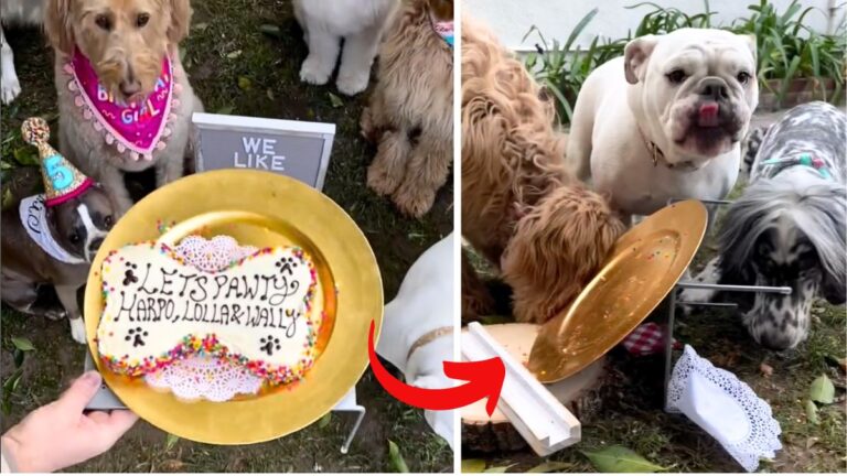 Dog Epic Birthday Bash: Labradoodle's Birthday Cake Lasts Seconds Before It's Wolfed Down in Epic Pawty