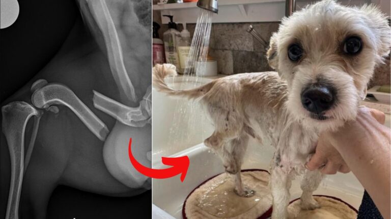 Dog Found With Shattered Leg and Caked in Tar Gets Incredible Rescue
