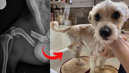 Dog Found With Shattered Leg and Caked in Tar Gets Incredible Rescue