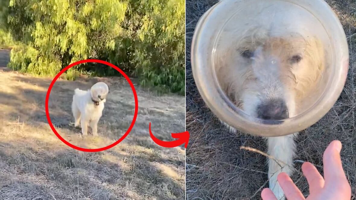 Farm Dog Gets Head Stuck in Pretzel Container, Leads to Emergency