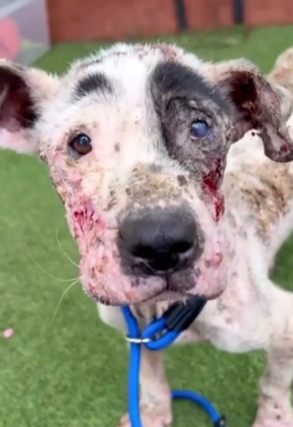 Miracle Mutt: Emaciated Stray's Incredible Transformation Has Him Ready for Forever Home