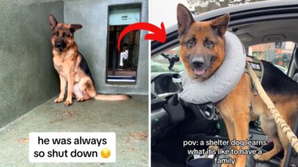 German Shepherd Facing Rapid Decline Finds Forever Home Through Viral