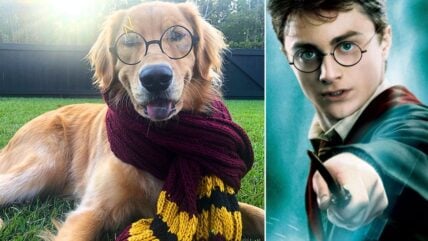 250 Enchanting Harry Potter Dog Names That Will Leave You Spellbound