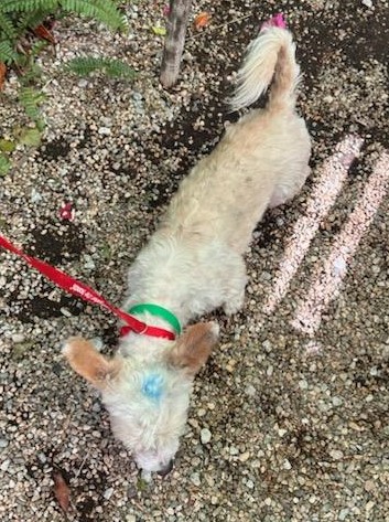 Mikey Found With Shattered Leg and Caked in Tar Gets Incredible Rescue