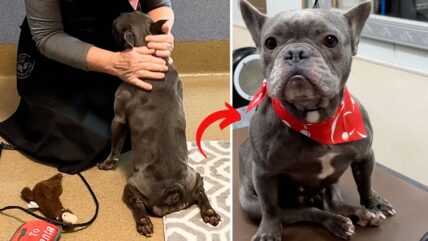Injured French Bulldog Dumped in Night Drop Finds Hope and Healing with Shelter Heroes