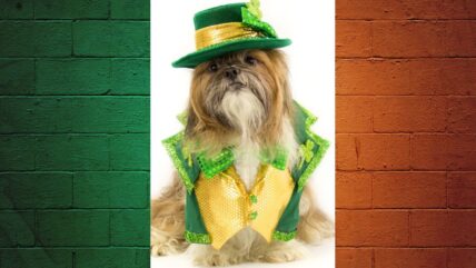 Emerald Tails: Magical Irish Dog Names for Your Fluffy Friend