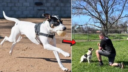 How One High-Energy Hound Is Breaking Free From Shelter Life