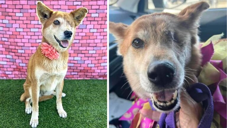 Dog up for adoption: Sweet One-Eyed Rescued Dog Is Full of Love and Waiting for Forever Family to Adopt Her
